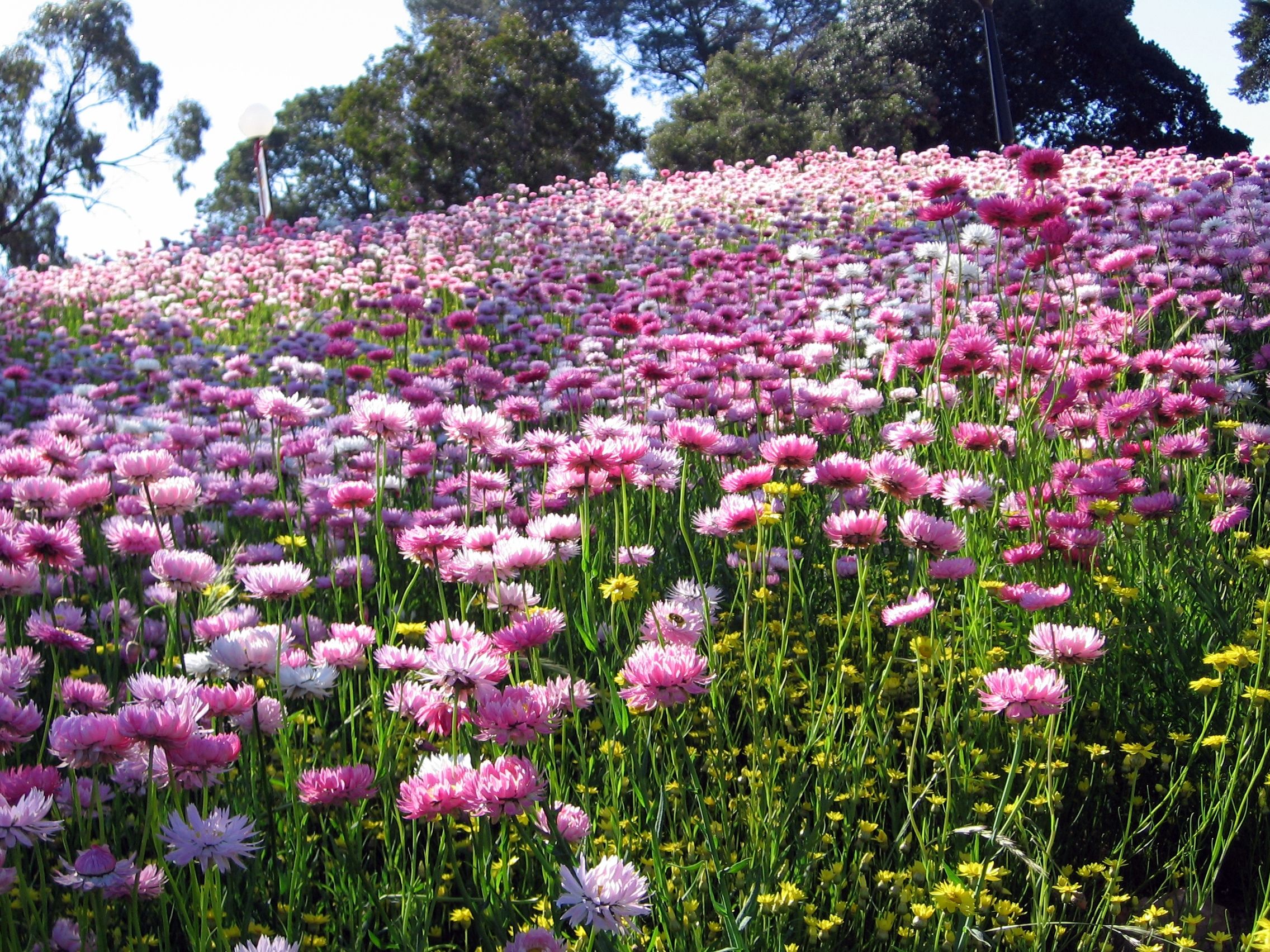 wildflowers