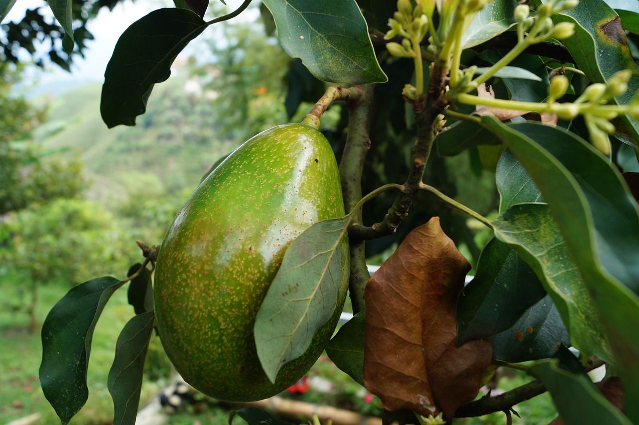 avocados