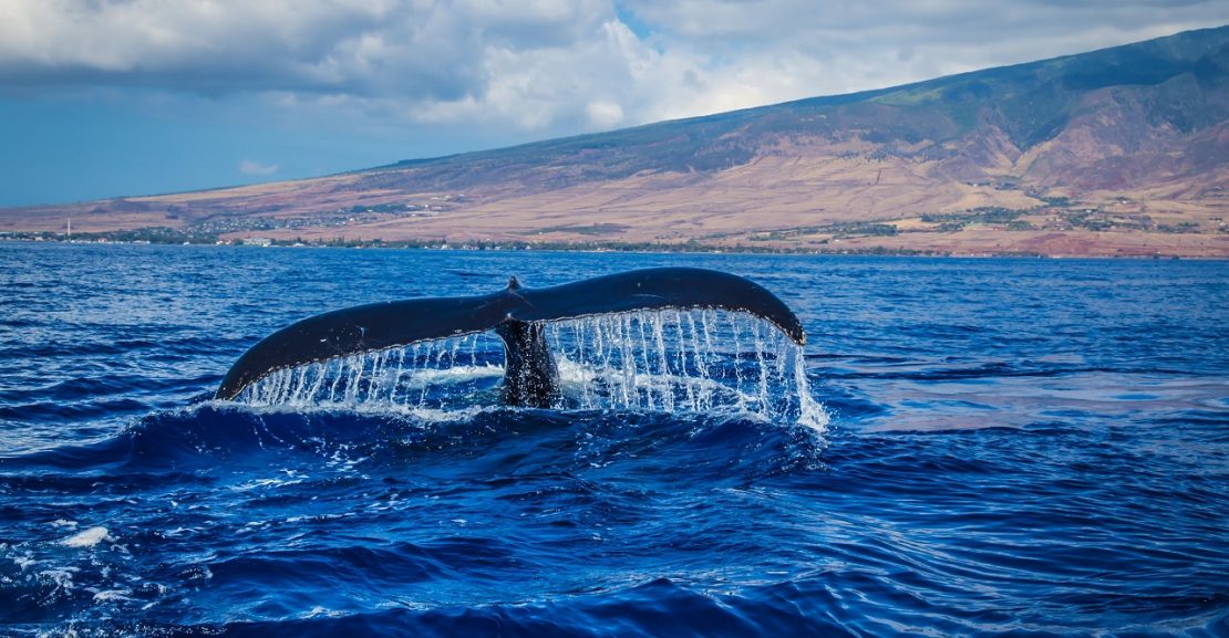 7 useful whale watching tips for beginners