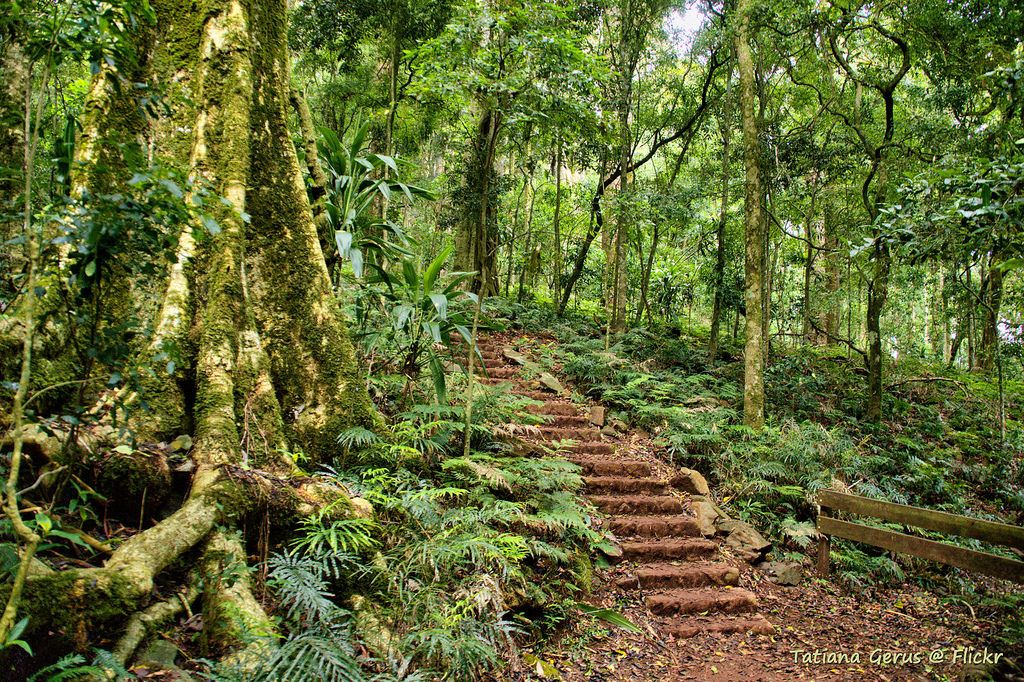 A weekend getaway to the Bunya Mountains