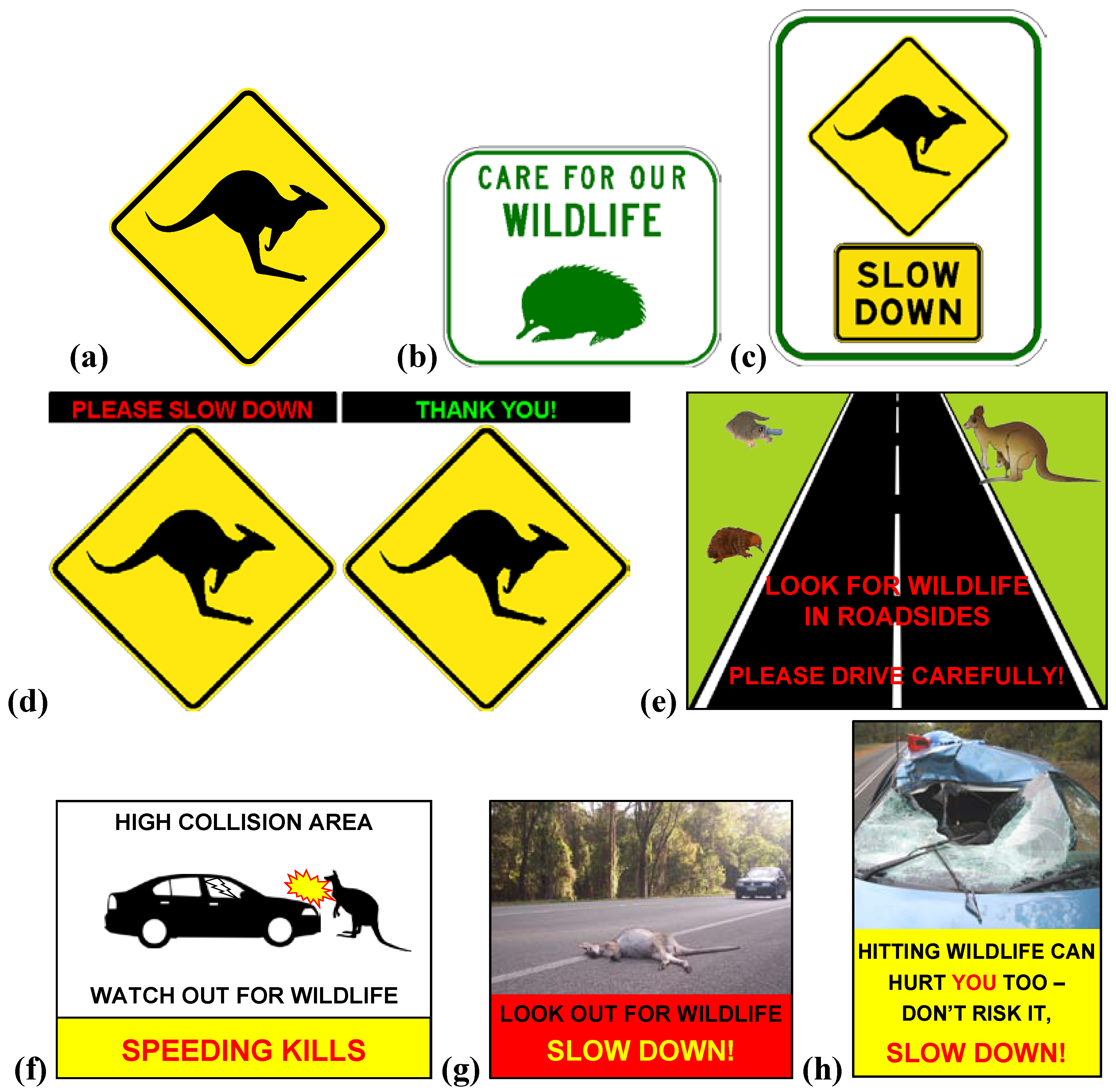 Wildlife and Road Safety