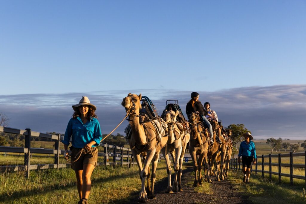 Scenic-Rim_Summer-Land-Camels