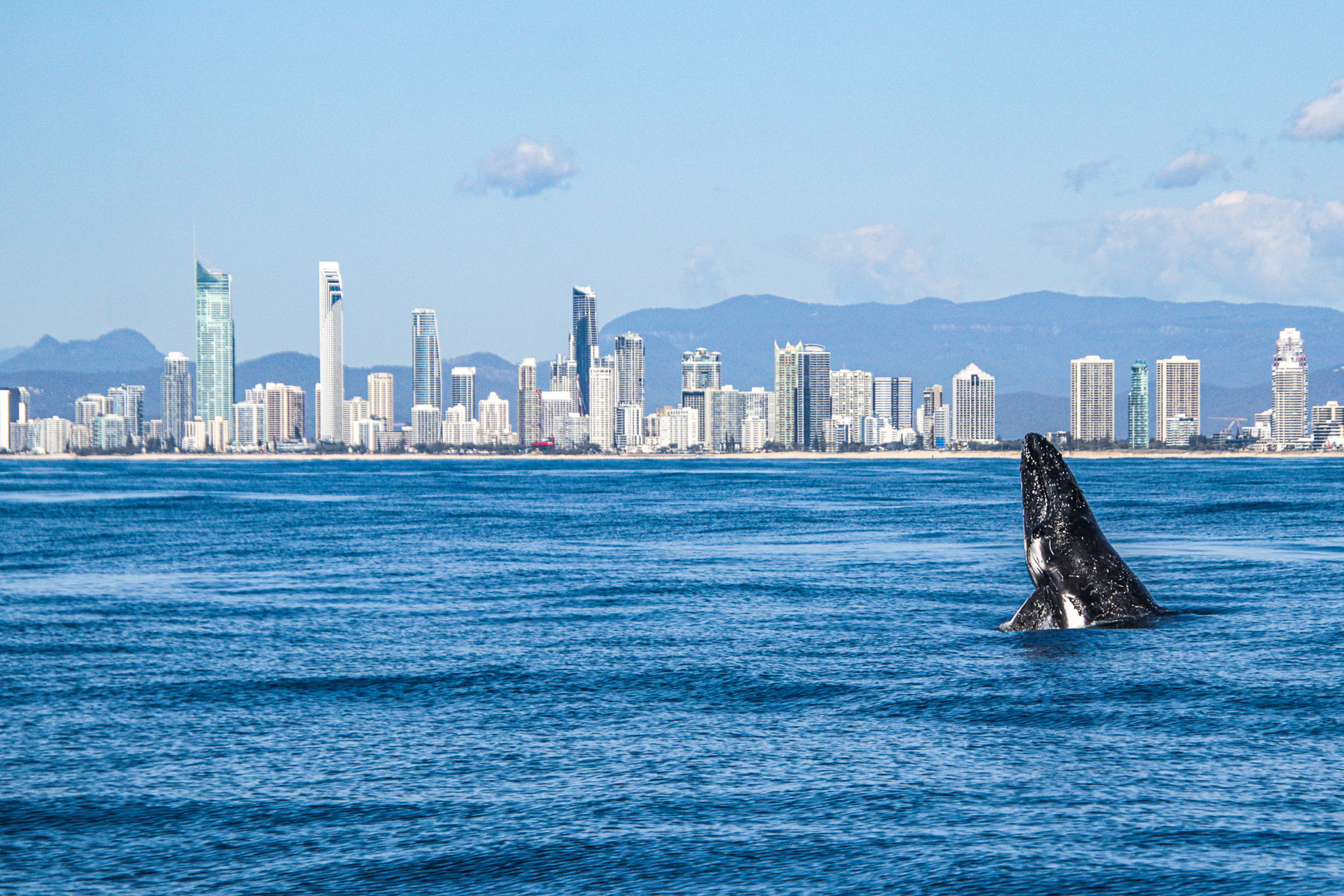 Whale watching on the Gold Coast