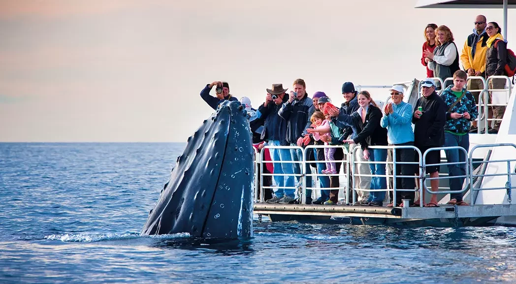 which-whale-watching-boat-is-for-you-unsmushed