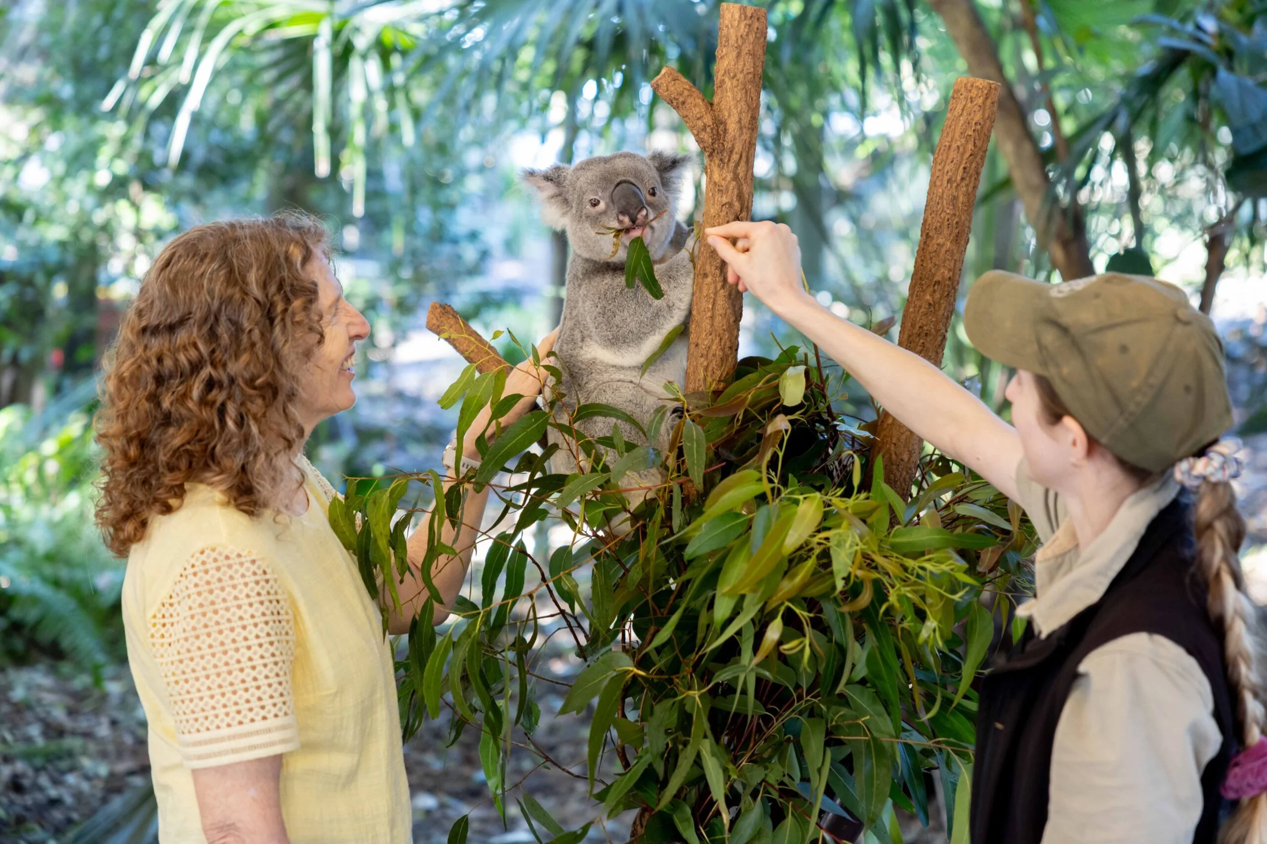 Lone-Pine-Koala-LM-2024lr-7737-1-Copy-scaled