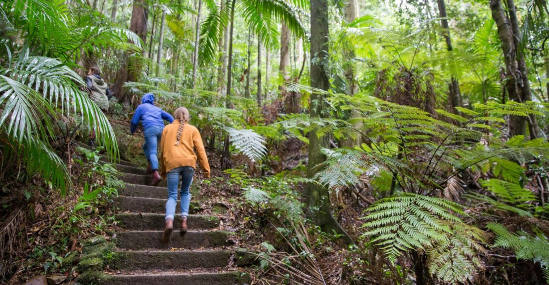 Mt_Glorious_stairs_moreton_bay_region