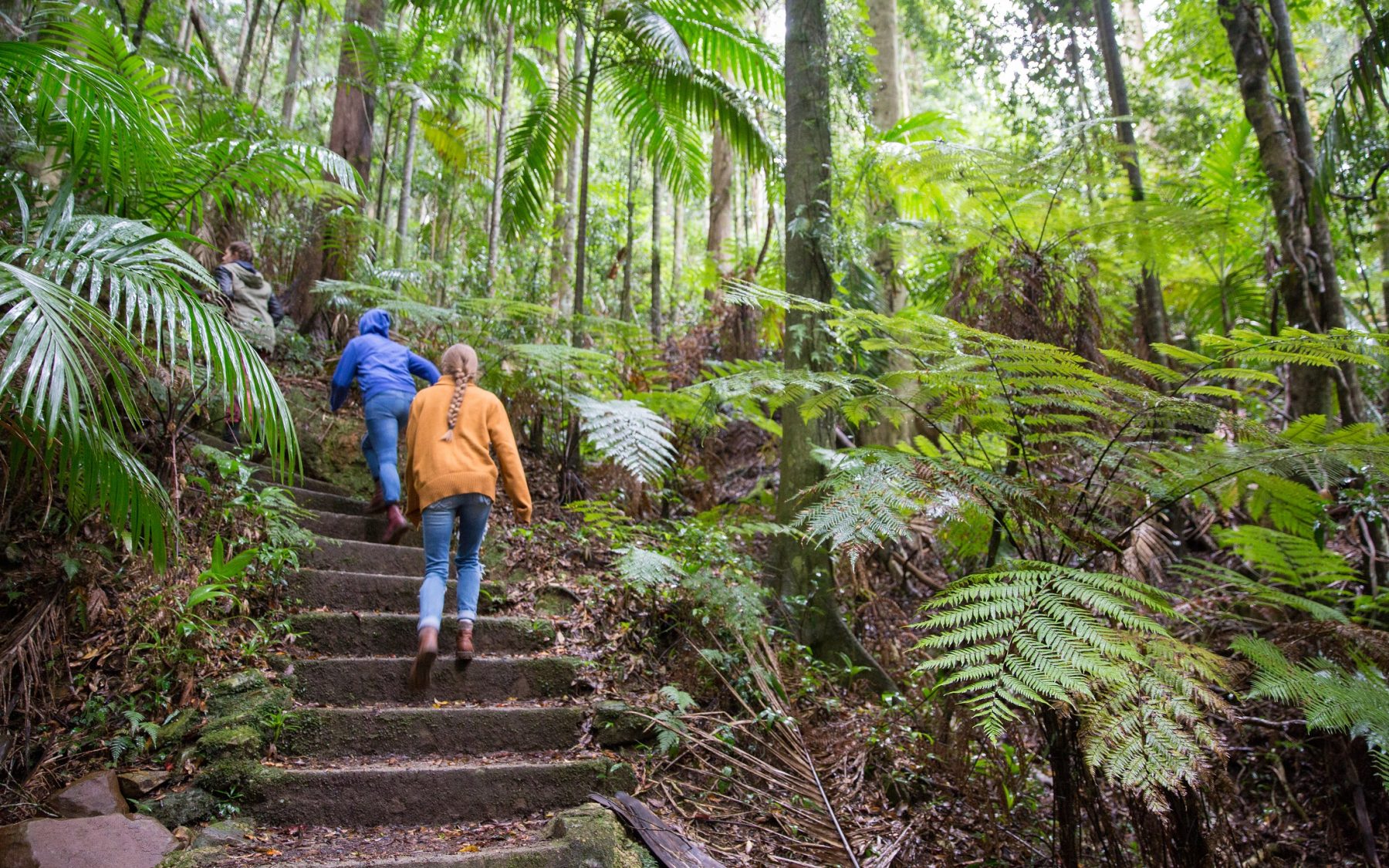 Mt_Glorious_stairs_moreton_bay_region