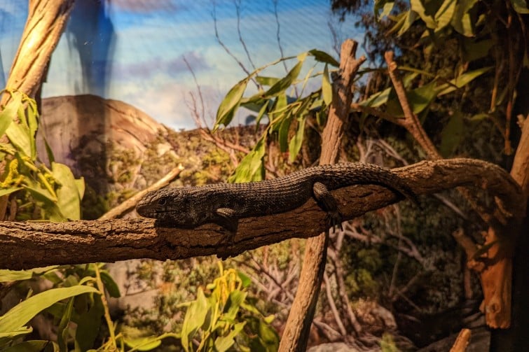 Walkabout-Creek-Discovery-Centre-lizard-on-branch