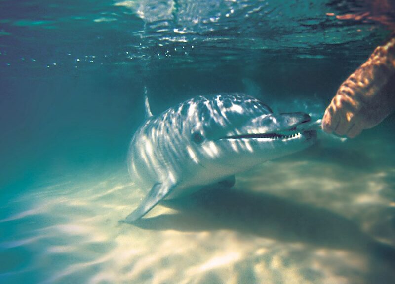 Dolphin-Feeding-Underwater