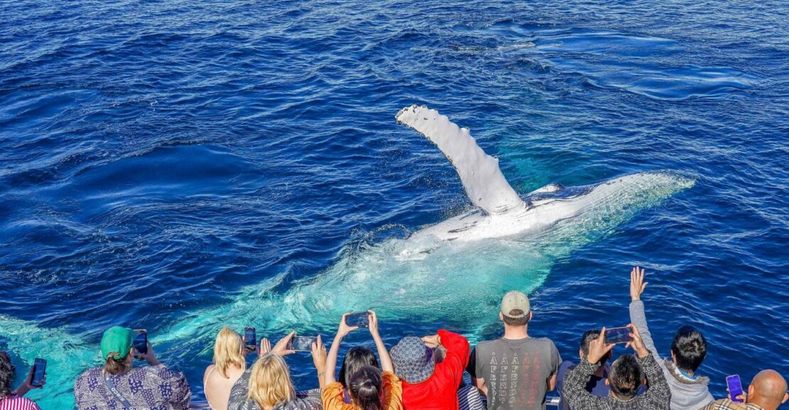 Whale Watching Gold Coast