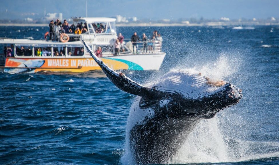 Whales in Paradise