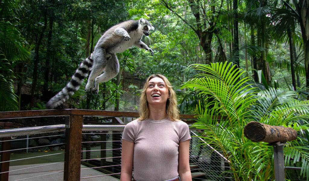 LEMUR_ENCOUNTER at Currumbin Wildlife Sanctuary