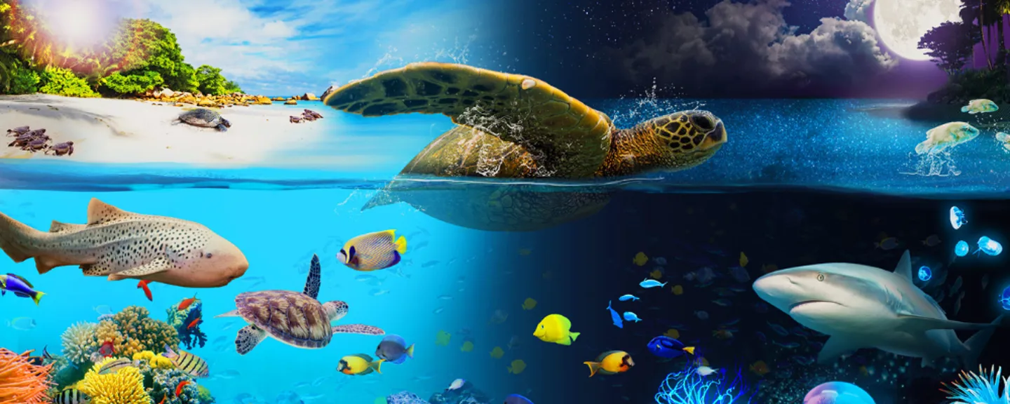 SEA-LIFE-Sydney-Aquarium-Day-and-Night-on-the-Reef