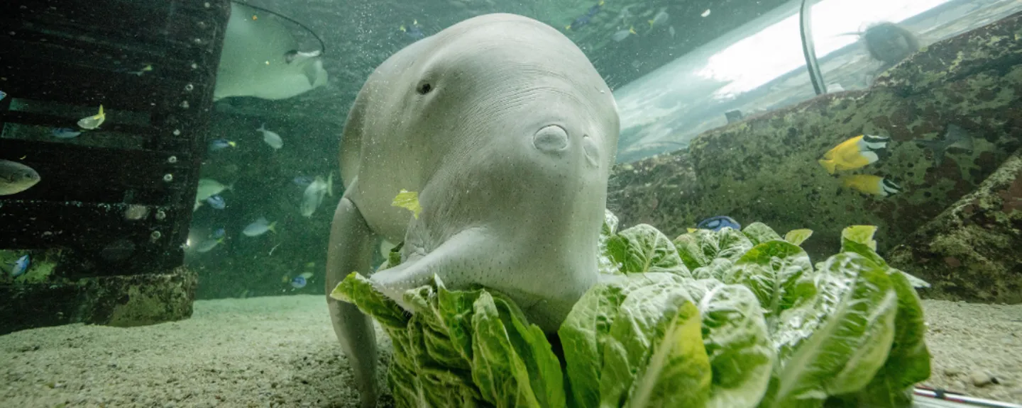 SEA-LIFE-Sydney-Aquarium-Dugong-Island