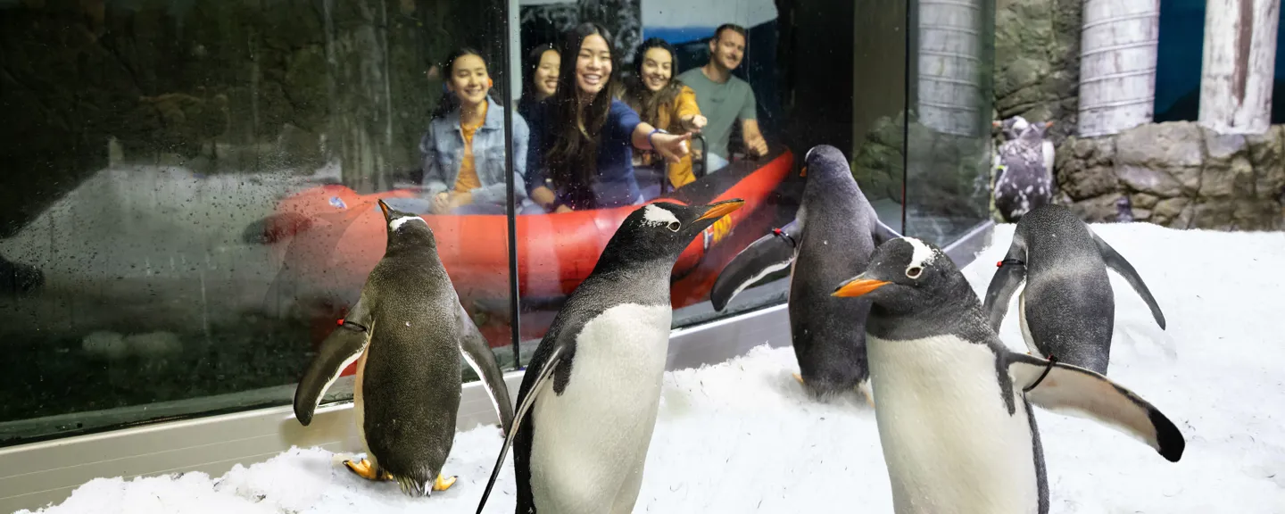 SEA-LIFE-Sydney-Aquarium-Penguin-Exploration