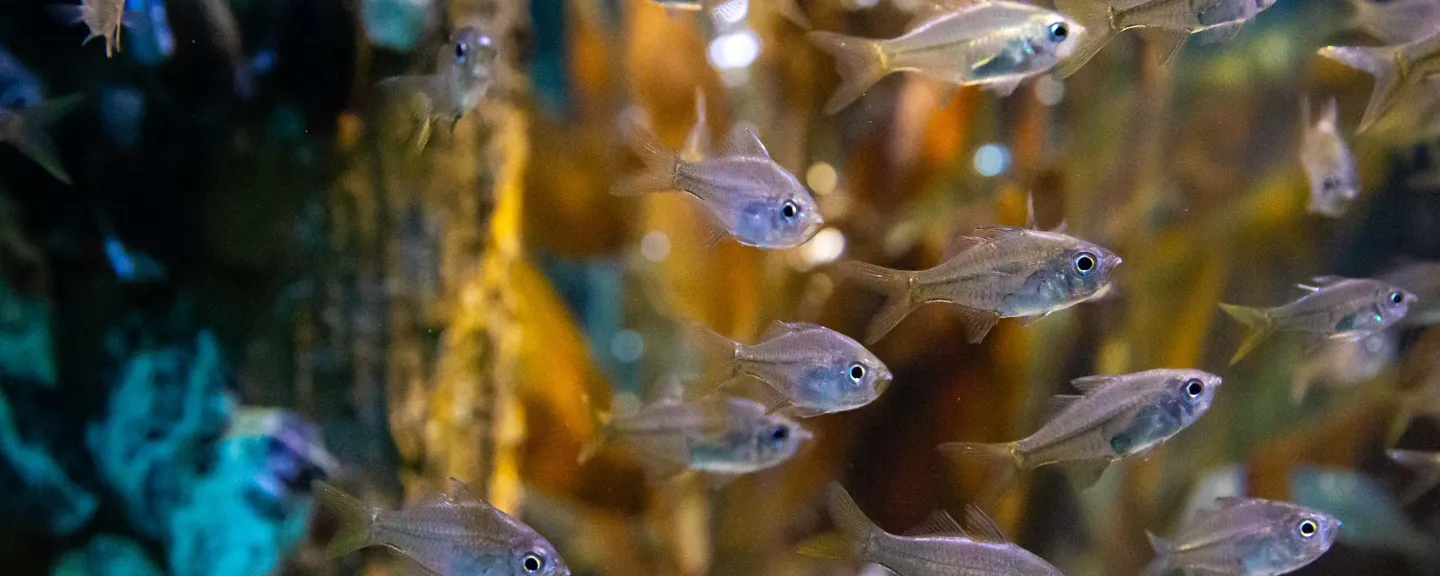 SEA-LIFE-Sydney-Aquarium-Sydney-Harbour