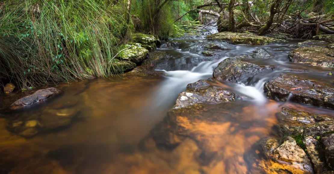 springbrook-plateau-springbrook-national-park